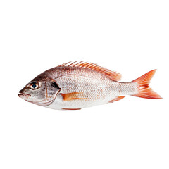 Obraz premium Realistic photograph of a full side view of a red, muscular sea bream