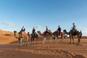 Fototapeta premium camels in the Sahara Desert