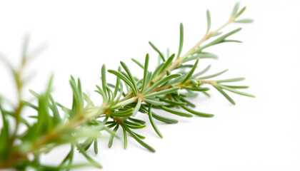Fresh green organic rosemary leaves and peper isolated on white background. Transparent background and natural transparent shadow; Ingredient, spice for cooking. collection for design, blurry foregr