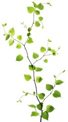 Fresh green branch with leaves isolated on white background
