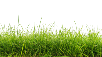 Close-Up Isolated Grass on Transparent Background for Professional Designs