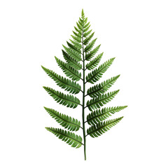 Detailed fern leaf illustration (2)