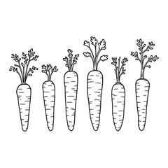 Simple line art vector of freshly harvested baby carrots