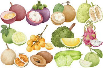 Watercolor Tropical Fruit Clip Art Set Hand Painted Mangosteen Durian Longan Dragon Fruit Guava Starfruit Sapodilla Pomelo Illustration