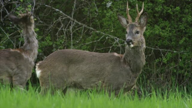 two roe bucks grazing on twigs and grass