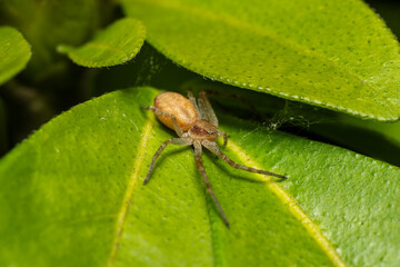 Philodromus spec. sur plante