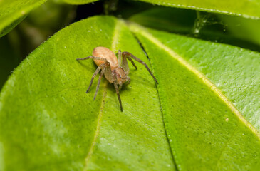 Philodromus spec. sur plante