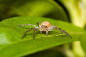 Philodromus spec. sur plante