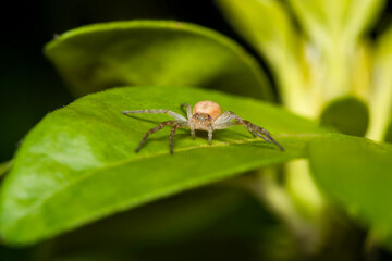 Philodromus spec. sur plante