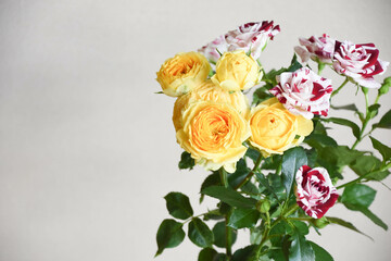 黄色と赤のばら