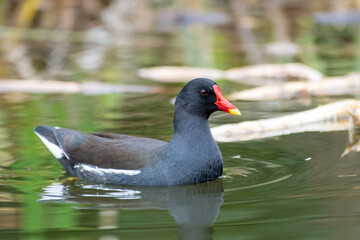 Gallinule poule-d’eau (Gallinula chloropus) nageant dans l'eau