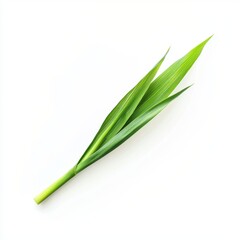 Fototapeta premium Bright Green Pandan Leaf on White Background