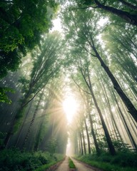 Obraz premium Sunlit Forest Trail: A breathtaking perspective, where towering trees converge towards a sunlit clearing, casting a dramatic play of light and shadow. The photograph captures the serenity of the path.