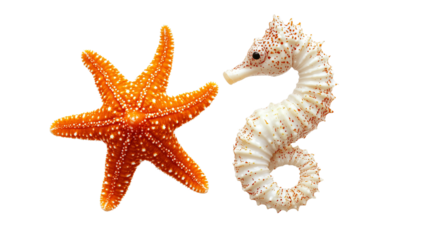 Seahorse Hippocampus and Starfish Asteroidea Isolated on Transparent Background