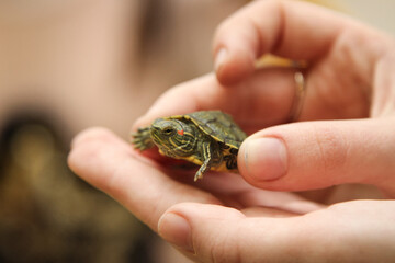 Wow. Mini ninja turtle in the palm of your hand © Aleksa Marc