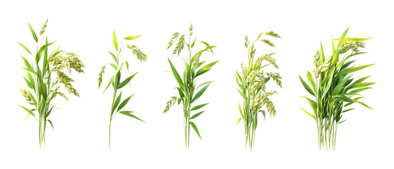 Fototapeta premium Various clusters of green young oat plants showing healthy growth separated against a clean transparent background for agriculture.