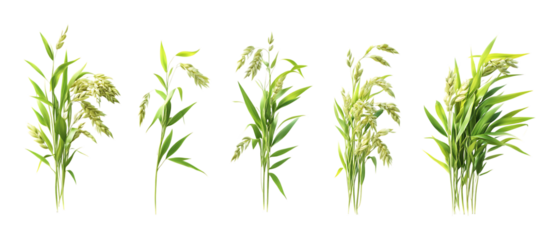 Various clusters of green young oat plants showing healthy growth separated against a clean transparent background for agriculture.