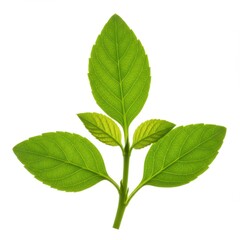 Fototapeta premium Green leaf branch isolated on white background