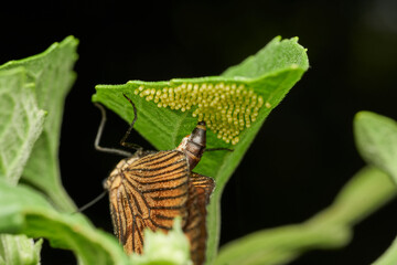 macro shot of butterfly laying eggs