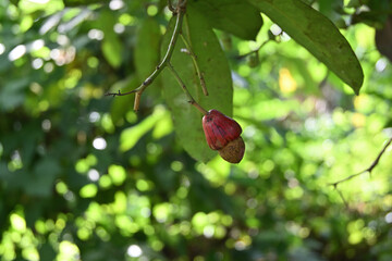 A ripen fruit hanging on a Marking nut tree which belongs to the Semecarpus genus