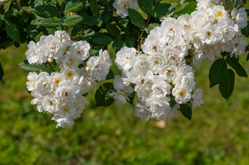 Rose flowers of the Rosaceae family, modern hybrid roses. International competition 