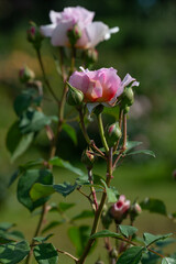 Rose flowers of the Rosaceae family, modern hybrid roses. International competition "Premio Roma" for new varieties from Roseto di Roma, Italy