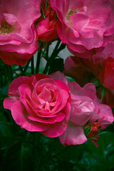 Vibrant pink roses, set against a rustic wooden fence. The deep green leaves and soft lighting highlight the natural beauty of this delicate flower