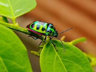 Selective focus of a jewel bug on leaf