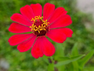 red common zinnia flower in the garden 
