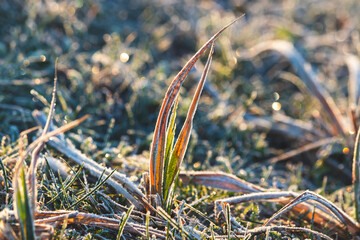 Field plants in the morning. A frosty day in April.