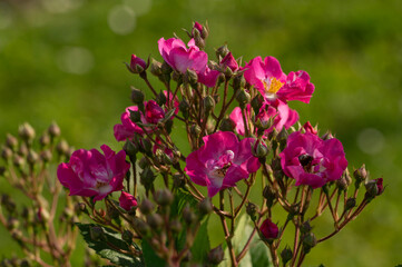 Fototapeta premium Rose flowers of the Rosaceae family, modern hybrid roses. International competition 