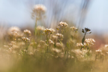 Field plants on a sunny April day. Landscape in the countryside.