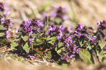 Field plants on a sunny April day. Landscape in the countryside.