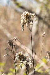 Field plants on a sunny April day. Landscape in the countryside.