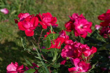 Rose Knock out, United States, flowering plant of the family Rosaceae, modern hybrid roses from Roseto di Roma, Italy	