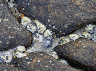 A rock with a lot of shells on it