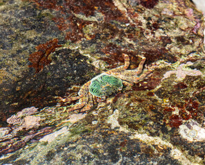 A crab is sitting on a rock in the water
