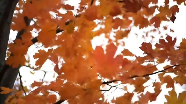 Autumn Leaves Changing and Falling &ndash; Seasonal Time-Lapse