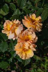 Rose xian zhang, flowering plant of the Rosaceae family, modern hybrid roses from the Roseto di Roma, Italy	