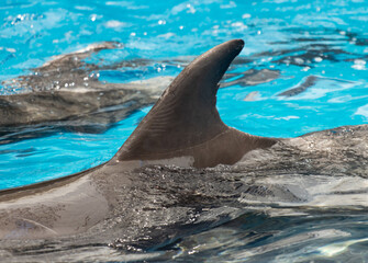 A dolphin tail is in the water