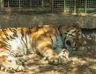 A tiger is laying down in the sun