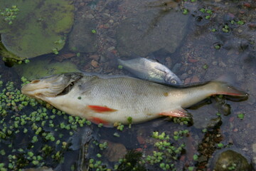 Dead fish in the river after ecological pollution, ecological disaster