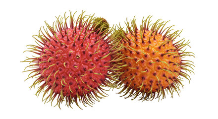 Isolated Rambutan