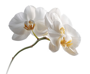 Obraz na płótnie Canvas Elegant white orchid blooming on slender green stem in serene setting, cut out