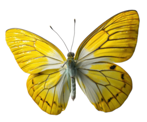 Beautiful yellow butterfly with delicate wings for nature design, cut out