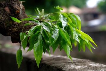 Green Leaves Branch on Stone Ledge