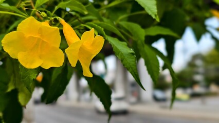 Vibrant Yellow Flowers Growing Among Green Leaves