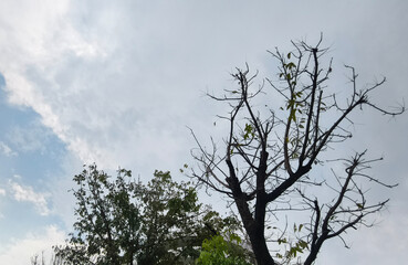 Leafless Tree Against Dramatic Cloudy Sky