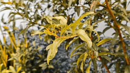 Close-Up of Green Leaves on Branch in Nature