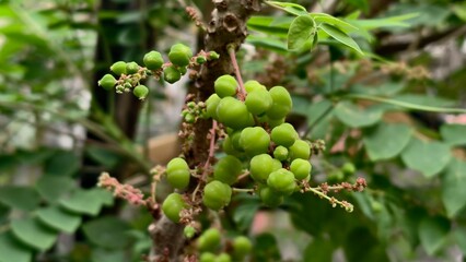 Green Fruits Growing on Branch of Tree